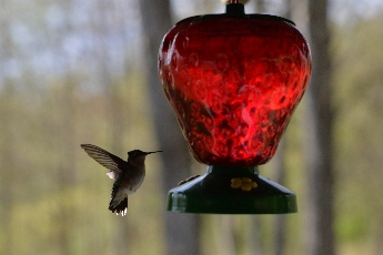 Click to see 24 Hovering.jpg