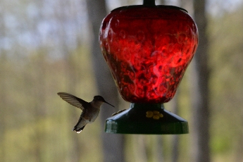 Click to see 25 Hovering.jpg