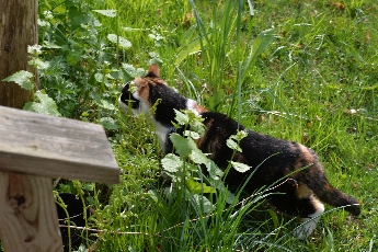 Click to see 30 Stalking.jpg