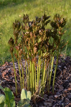 Click to see 36 Burgeoning.jpg