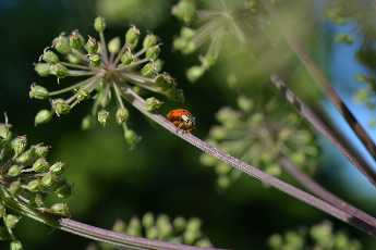 Click to see 07  Longest Day.JPG