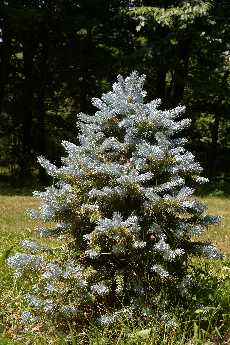 Click to see 14 Blue Spruce.JPG