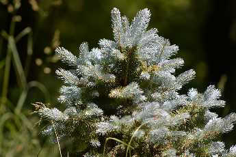 Click to see 15 Blue Spruce.JPG