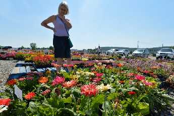 Click to see 18 Farm Stand Flowers.JPG