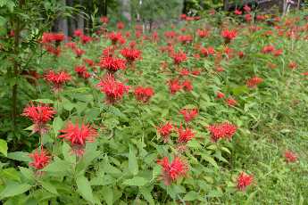 Click to see 54 Bee Balm.JPG