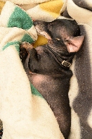 Click to see 32 Snuggled.jpg