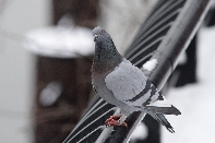 Click to see 34 Quizzical.jpg