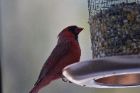 Click to see 43 Cardinal.jpg