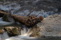 Click to see 49 Silky.jpg