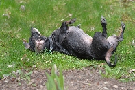 Click to see 62 Itch.jpg