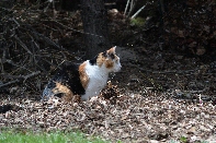 Click to see 63 Huntress.jpg