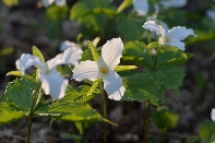Click to see 65 Trilliums.jpg