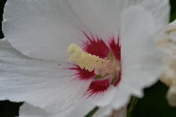 Click to see 13 Crimson.jpg