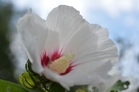 Click to see 14 Innocent.jpg