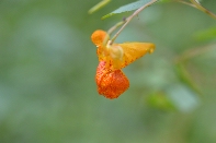 Click to see 15 Tiny.jpg