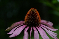 Click to see 17 Contrast.jpg