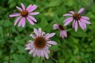 Click to see 18 Perforated.jpg