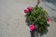 Click to see 74 In the Cracks.jpg