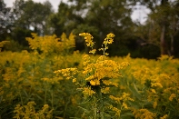 Click to see 75 Goldenrod.jpg