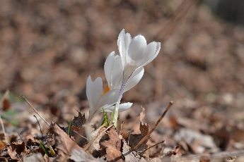 Click to see 01 Hope.jpg