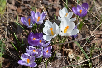 Click to see 02 Open Faced.jpg