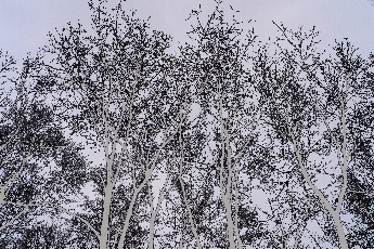 Click to see 08 Graphic Trees.jpg