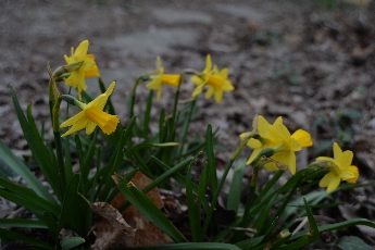 Click to see 12 Daffodils.jpg