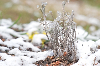 Click to see 20 Icy Lavender.jpg