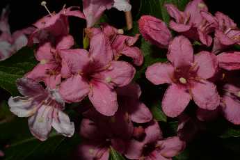 Click to see Flowers 01 Chapin.JPG