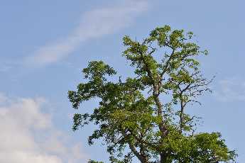 Click to see Flowers 02 Dorchester.JPG