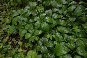 Click to see Flowers 03 Riverside.JPG