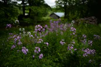 Click to see Flowers 04 Phlox.JPG