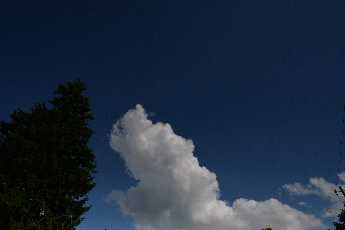 Click to see Flowers 05 Pine Clouds.JPG