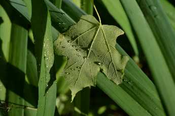 Click to see Flowers 06 Wet Leaves.JPG