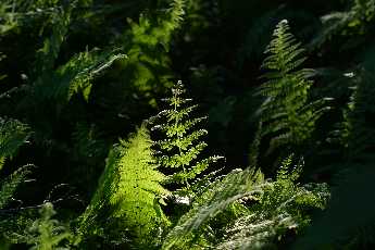 Click to see Flowers 07 Fern.JPG