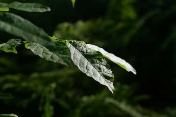 Click to see Flowers 08 Leaves.JPG