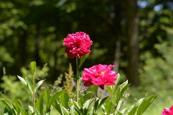 Click to see Flowers 09 Peonies.JPG