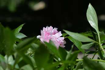 Click to see Flowers 10 Peonies.JPG