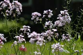 Click to see Flowers 11 Phlox.JPG