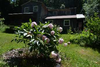 Click to see Flowers 12 Peonies.JPG