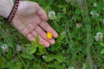 Click to see Flowers 14 Indian Paintbrush.JPG