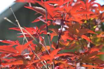 Click to see Flowers 15 Japanese Maple.JPG