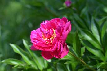 Click to see Flowers 16 Peony.JPG