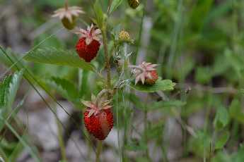 Click to see Flowers 17 Strawberries.JPG