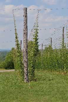 Click to see Flowers 18 Hops.JPG