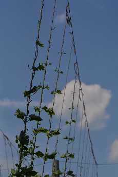 Click to see Flowers 19 Hops.JPG