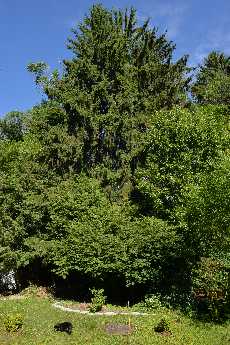 Click to see Shiloh 01 Chapin Backyard.JPG