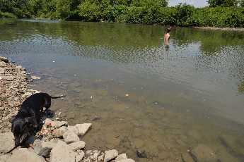 Click to see Shiloh 03 Swimming.JPG