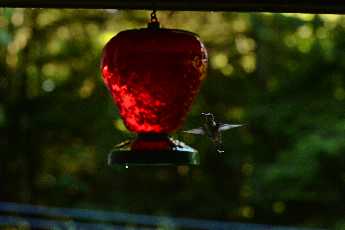 Click to see Whitney Point 01 Hummingbird.JPG