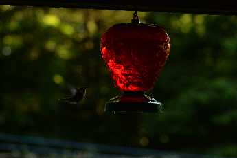 Click to see Whitney Point 02 Hummingbird.JPG